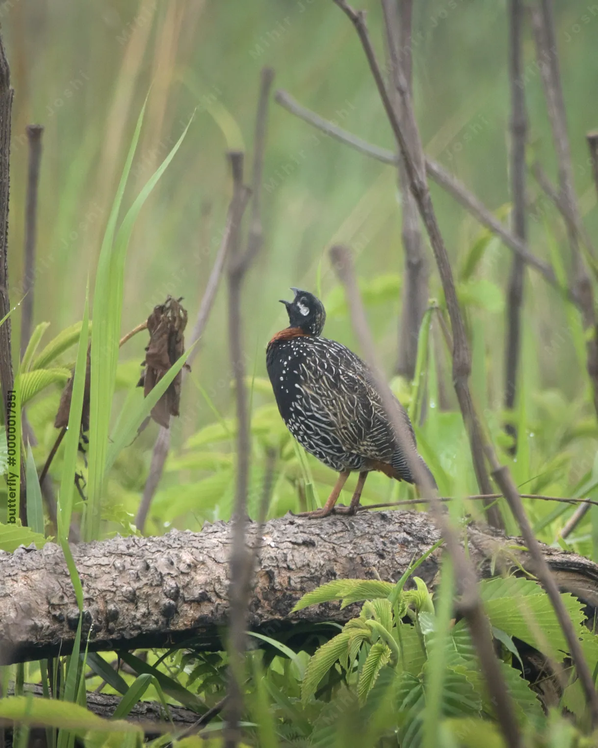Taenaris catops or the silky owl, a butterfly of the family Nymphalidae, observed in Nimbokrang in West Papua, Indonesia