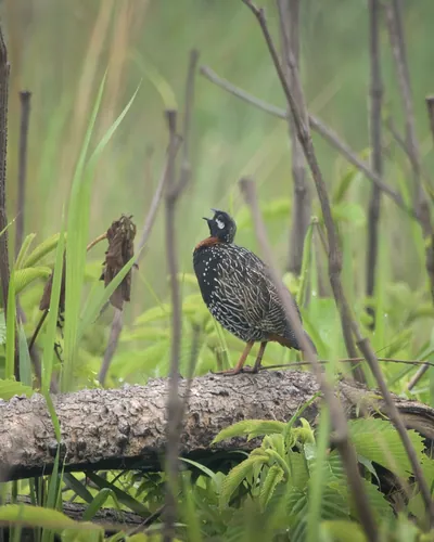 Taenaris catops or the silky owl, a butterfly of the family Nymphalidae, observed in Nimbokrang in West Papua, Indonesia