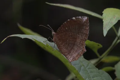 Elymnias hypermnestra, the common palmfly, a species of satyrine butterfly at Dosdewa in Karimganj, Assam, India