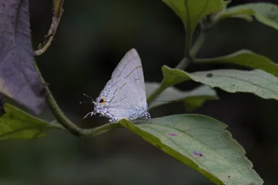 Hypolycaena erylus, the common tit, a small but striking butterfly at Dosdewa in Karimganj, Assam, India