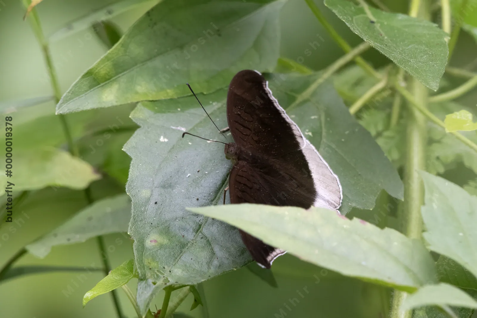 grey count (Tanaecia lepidea), a species of nymphalid butterfly, observed at Dosdewa in Karimganj, Assam, India
