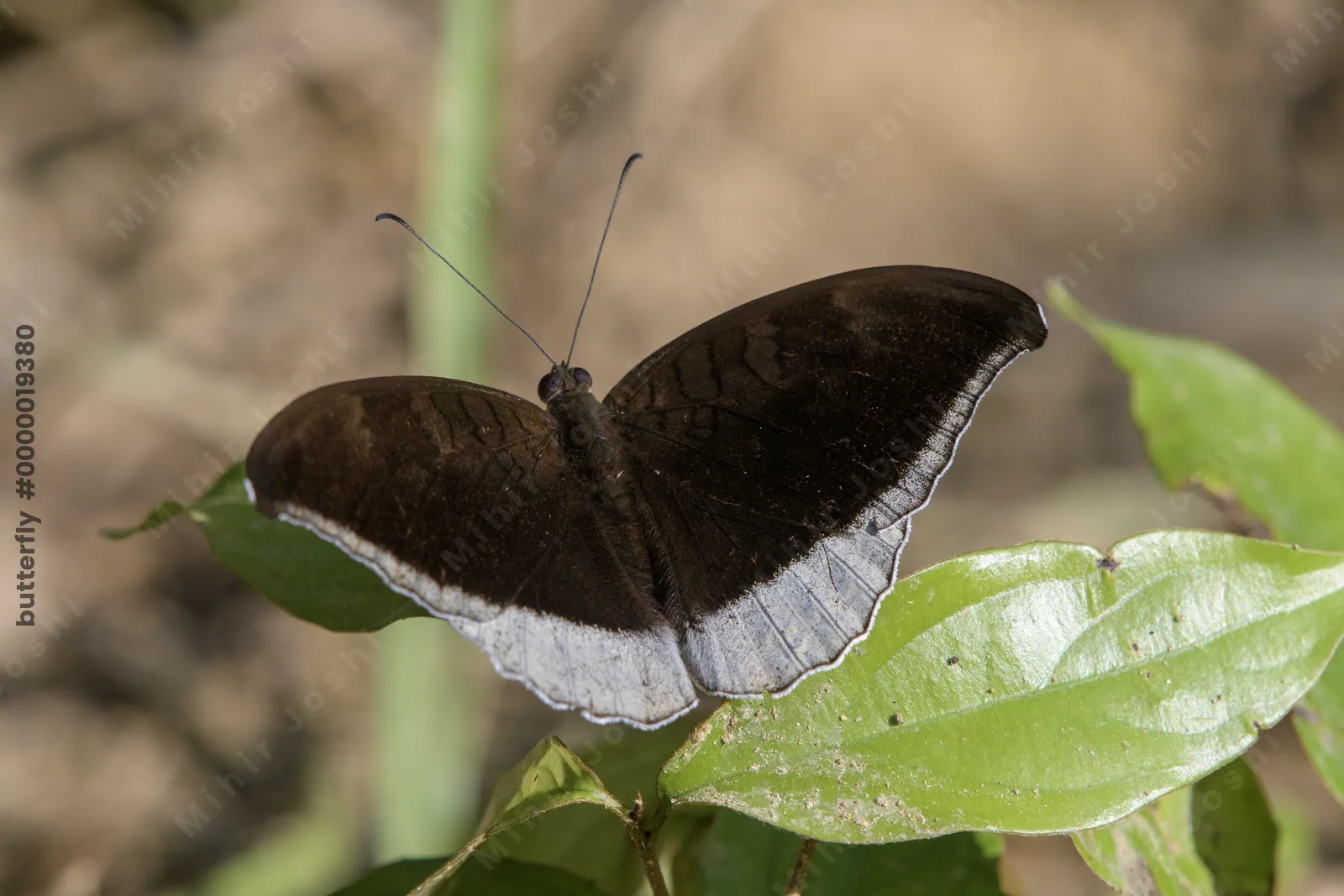 grey count (Tanaecia lepidea), a species of nymphalid butterfly, observed at Dosdewa in Karimganj, Assam, India