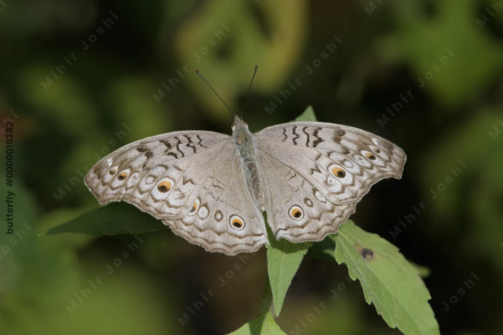 Junonia atlites (grey pansy), a species of nymphalid butterfly, observed at Dosdewa in Karimganj, Assam, India