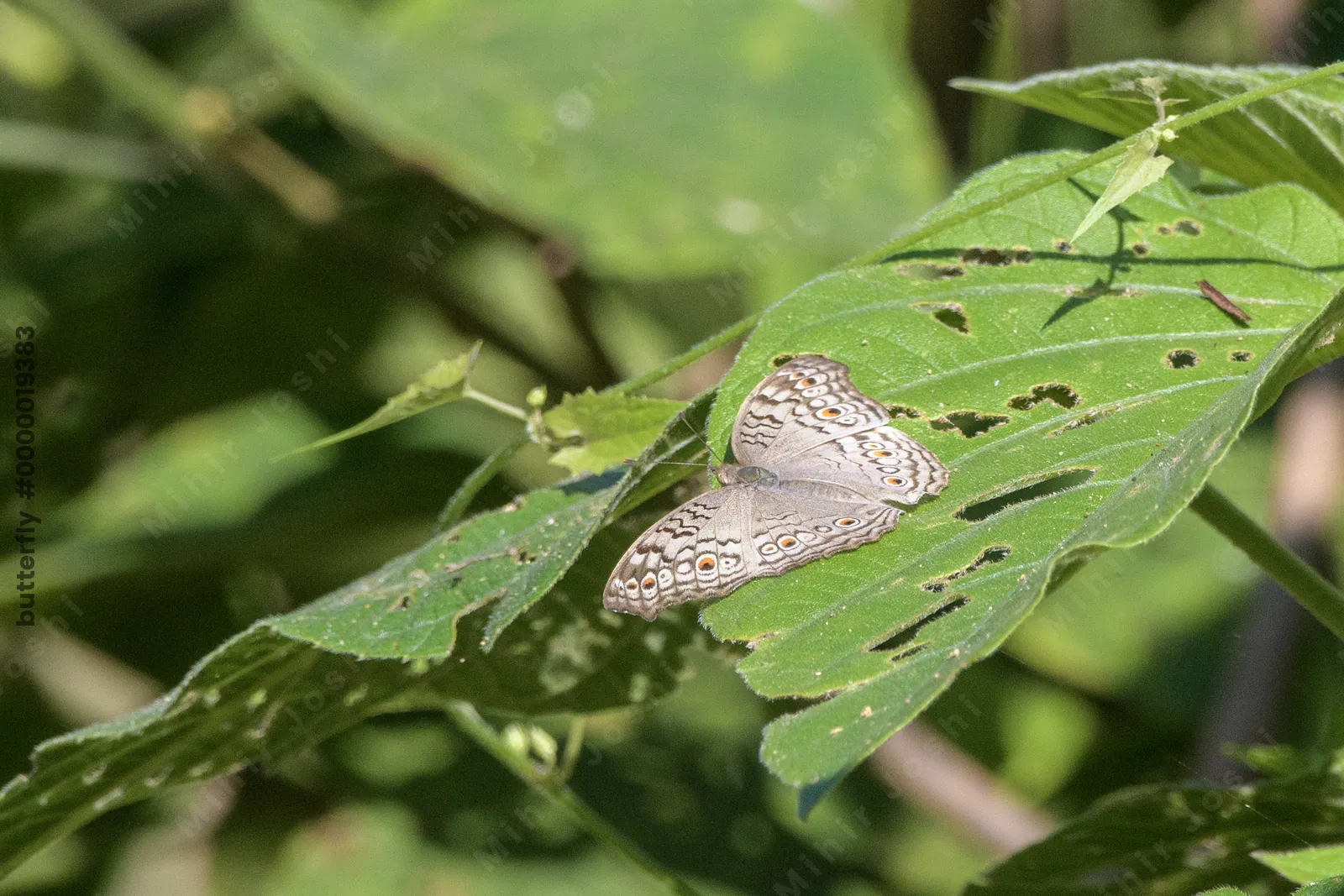 Junonia atlites (grey pansy), a species of nymphalid butterfly, observed at Dosdewa in Karimganj, Assam, India