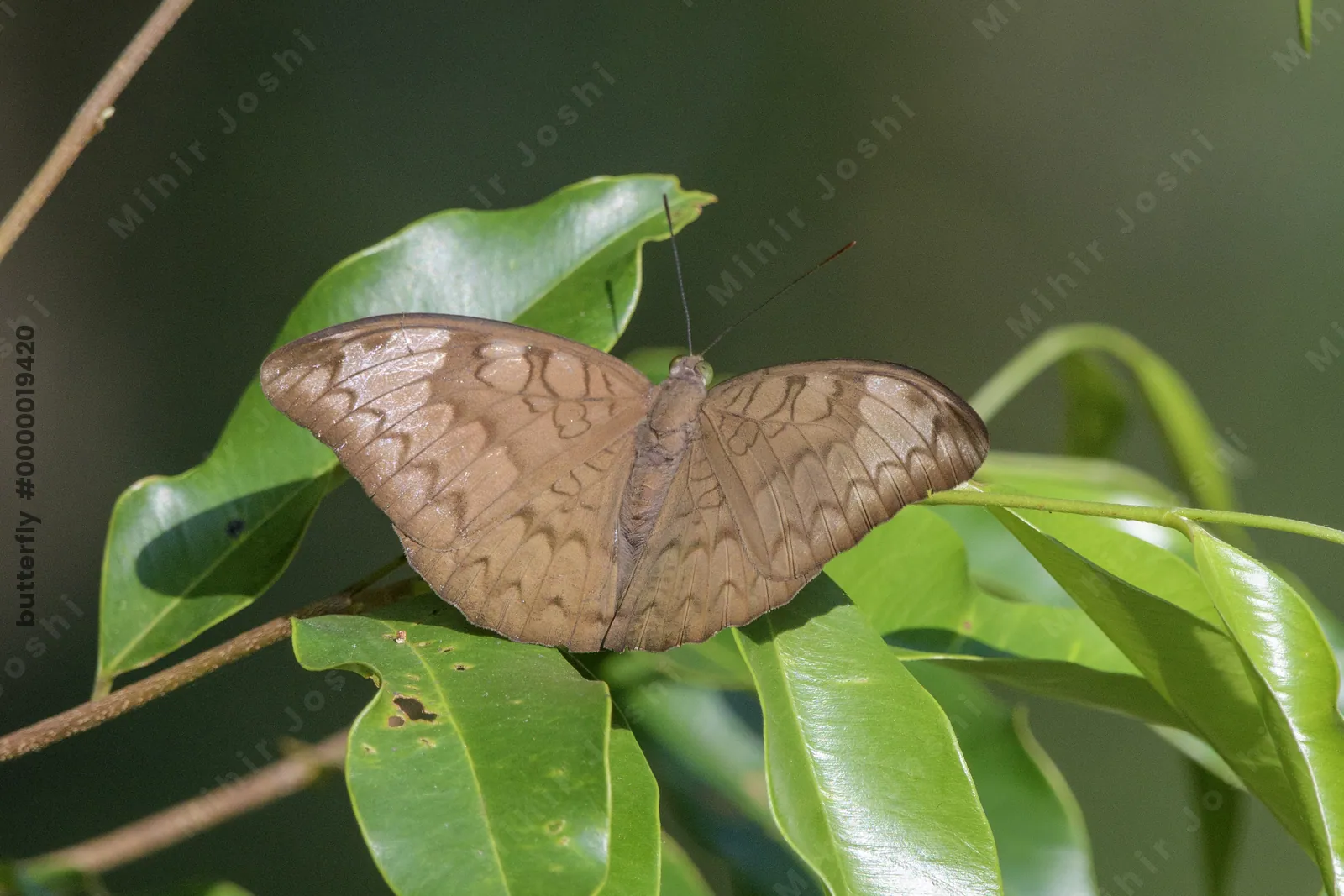 Tanaecia jahnu (Plain Earl), a species of nymphalid butterfly, observed at Dosdewa in Karimganj, Assam, India