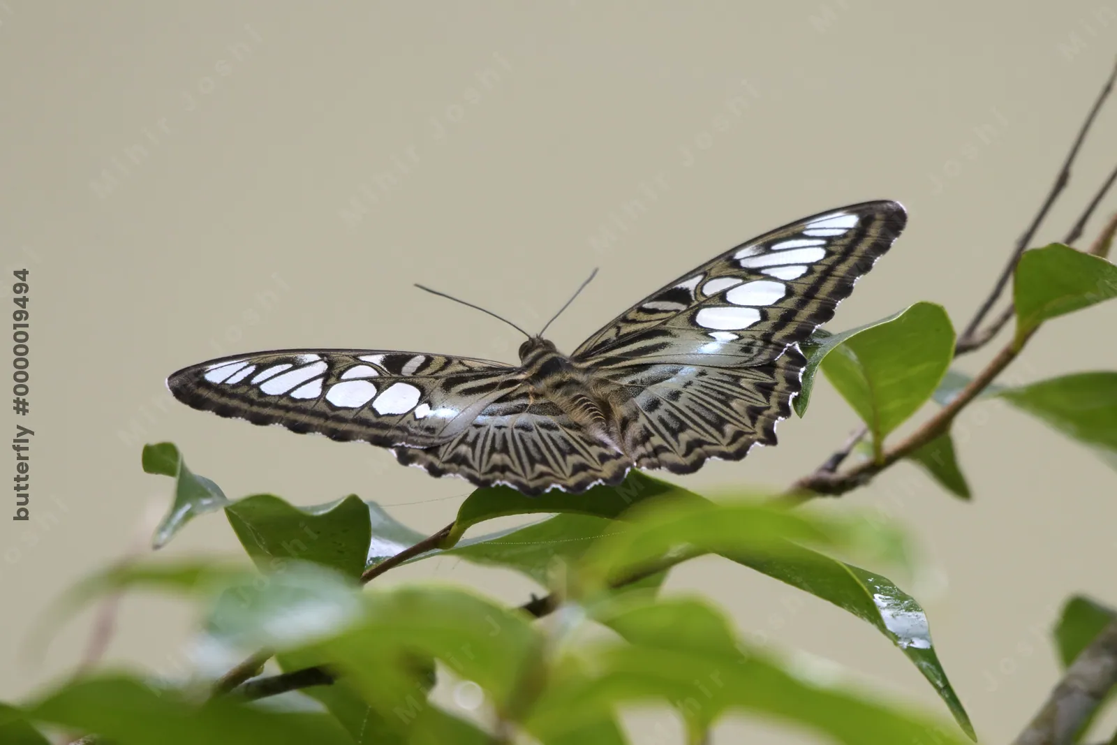 Clipper butterfly (Parthenos sylvia), a species of nymphalid butterfly, observed at Dosdewa in Karimganj, Assam, India