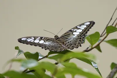 Clipper butterfly (Parthenos sylvia), a species of nymphalid butterfly, observed at Dosdewa in Karimganj, Assam, India