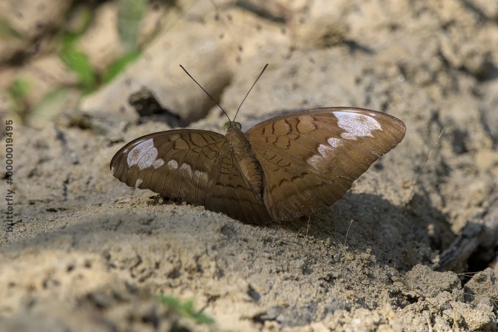 common earl (Tanaecia julii), a species of nymphalid butterfly, observed at Dosdewa in Karimganj, Assam, India