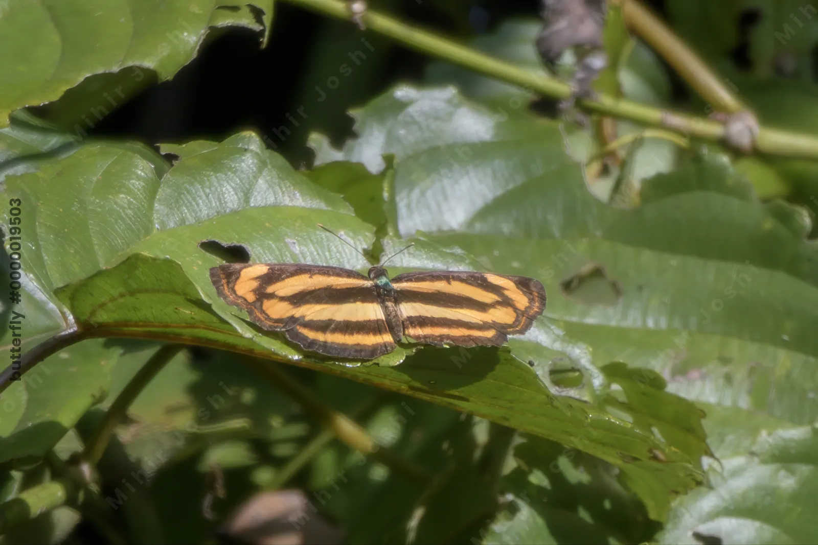 common lascar (Pantoporia hordonia), a nymphalid butterfly at Dosdewa, Karimganj, Assam, India