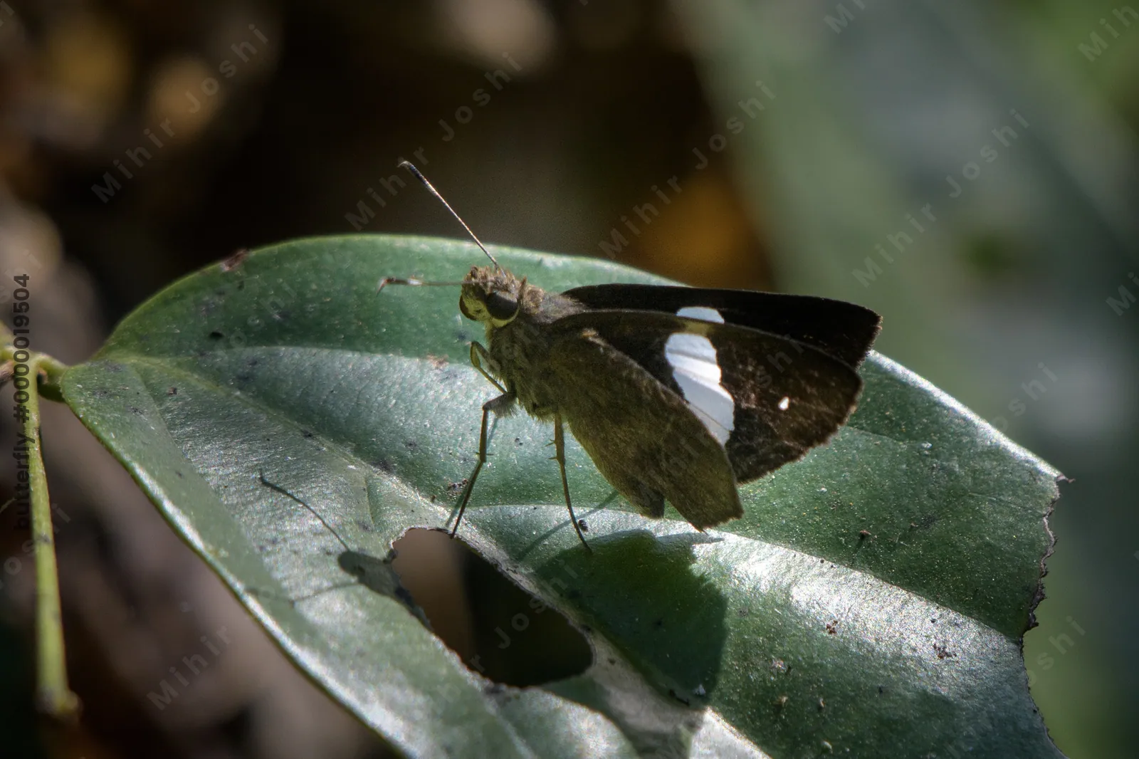 Notocrypta paralysos, the banded demon or common banded demon, a butterfly belonging to the family Hesperiidae, at Dosdewa, Karimganj, Assam, India