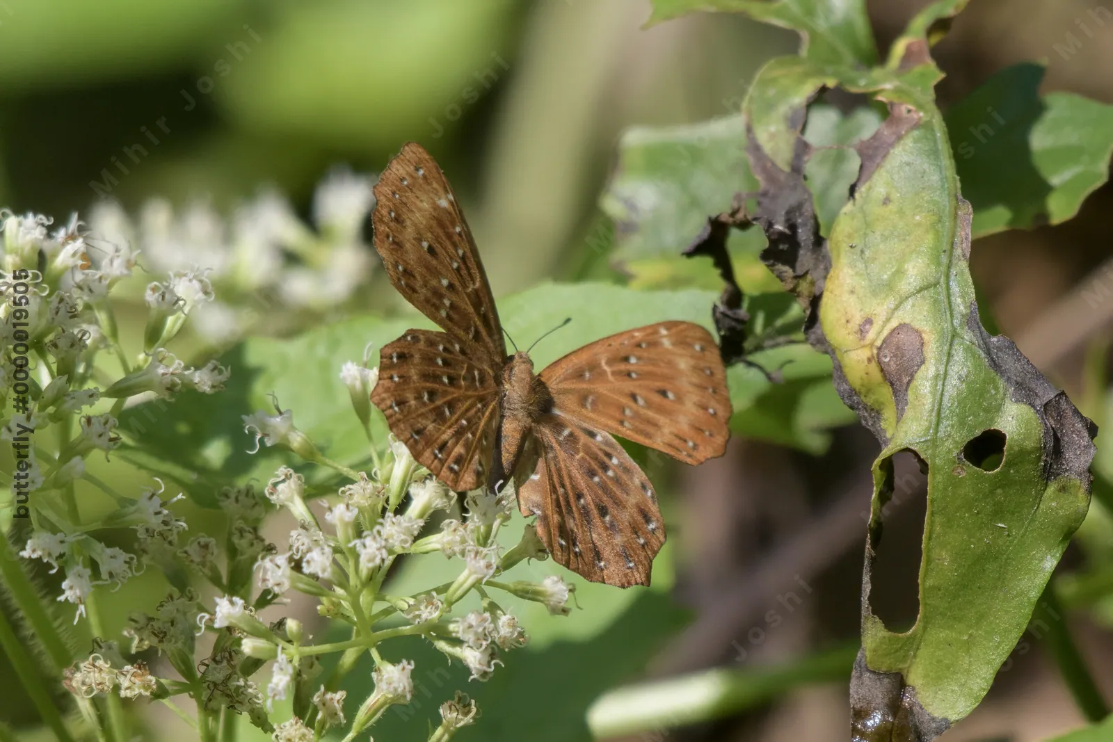 Zemeros flegyas or Punchinello, a small butterfly, photographed in Dosdewa, Karimganj, Assam, India