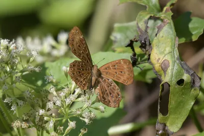 Zemeros flegyas or Punchinello, a small butterfly, photographed in Dosdewa, Karimganj, Assam, India